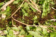 Fire ants : 2014 Uganda